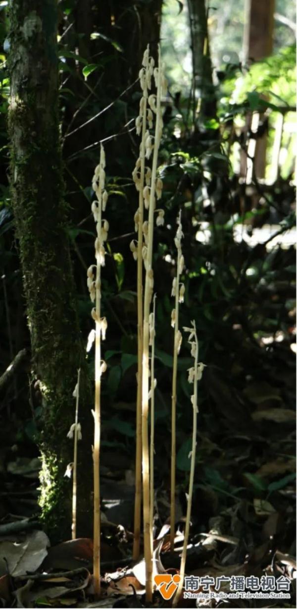 大明山再现“幽灵兰花”！