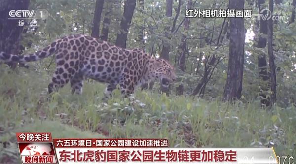 国家公园建设加速推进 野生动物越来越频繁地亮相 国家公园建设加速推进 野生动物越来越频繁地亮相