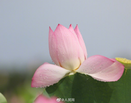 一组夏日限定荷花头像，祝考生们好运“莲莲”！