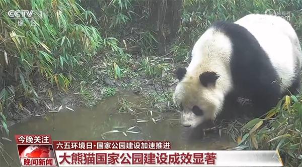 国家公园建设加速推进 野生动物越来越频繁地亮相 国家公园建设加速推进 野生动物越来越频繁地亮相