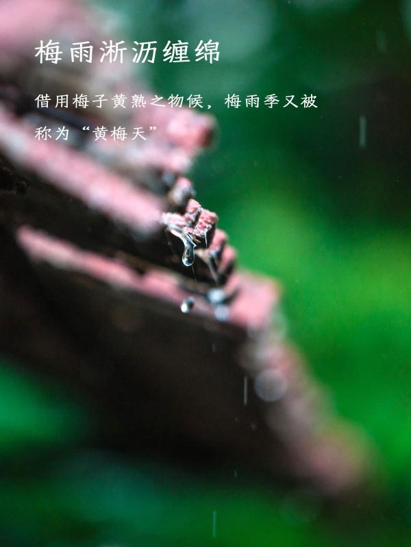 今日芒种,时已仲夏 今日芒种,时已仲夏