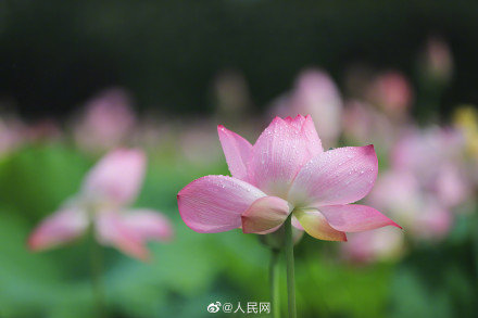 一组夏日限定荷花头像，祝考生们好运“莲莲”！