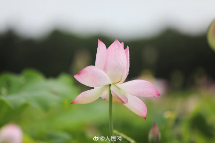 一组夏日限定荷花头像，祝考生们好运“莲莲”！