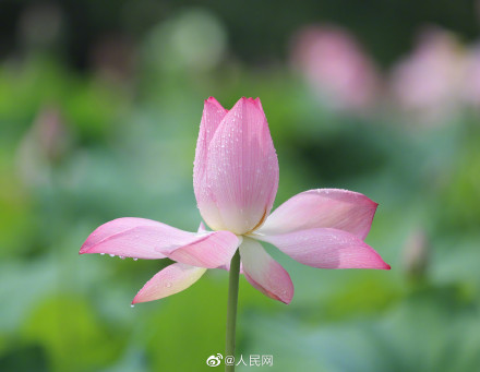一组夏日限定荷花头像，祝考生们好运“莲莲”！