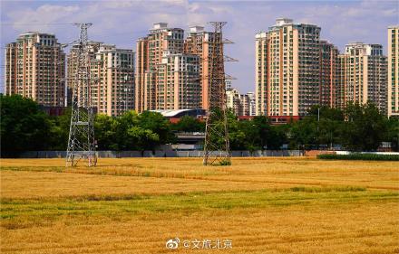 北三环最美麦田收获在望 北三环最美麦田收获在望