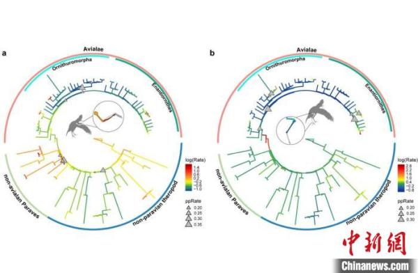恐龙如何进化到鸟？中国科学家研究发现肢骨演化更慢变化更小