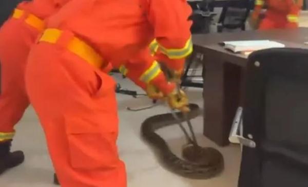 实属罕见！110向119求助，网友还想象了“梦幻联动”……