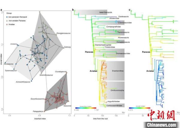 恐龙如何进化到鸟？中国科学家研究发现肢骨演化更慢变化更小