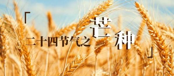 今日芒种：盛夏登场，养心神、清心火、健脾祛湿一身轻！