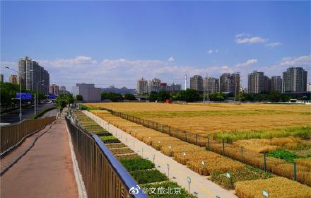 北三环最美麦田收获在望 北三环最美麦田收获在望