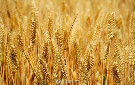 北三环最美麦田收获在望 北三环最美麦田收获在望