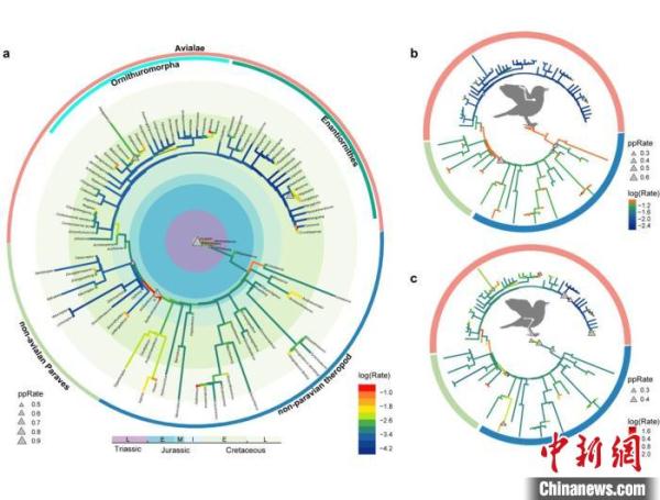 恐龙如何进化到鸟？中国科学家研究发现肢骨演化更慢变化更小