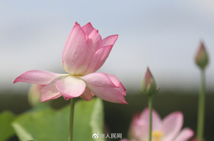 一组夏日限定荷花头像，祝考生们好运“莲莲”！