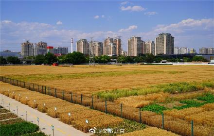 北三环最美麦田收获在望 北三环最美麦田收获在望