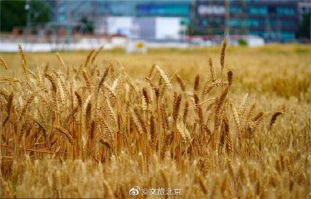 北三环最美麦田收获在望 北三环最美麦田收获在望