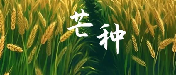 “芒”有所得，“种”有所获！