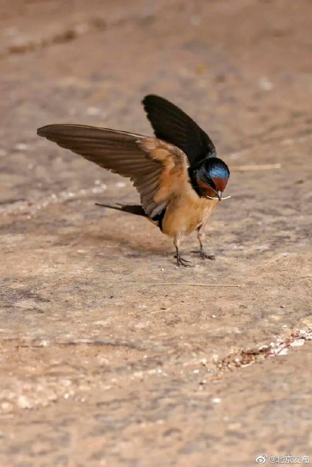 北京胡同里的燕宝宝太萌了