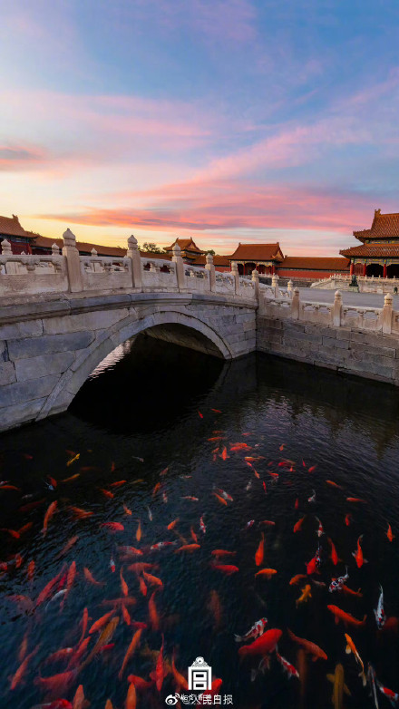 鱼跃龙门！故宫锦鲤跳出水面瞬间