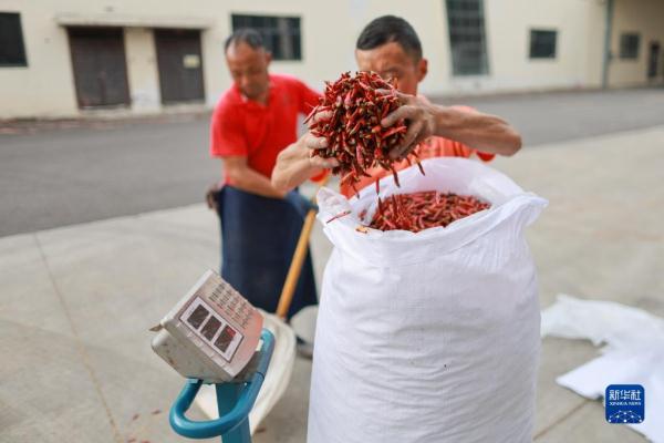 探访贵州遵义“中国辣椒城”