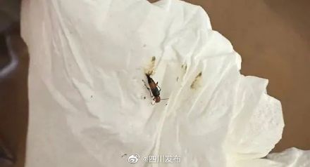 川渝地区高发！遇到这种虫子千万别打