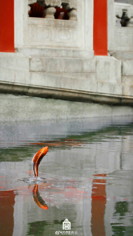鱼跃龙门！故宫锦鲤跳出水面瞬间