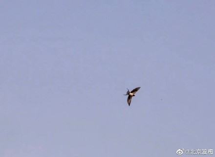 北京胡同里的燕宝宝太萌了