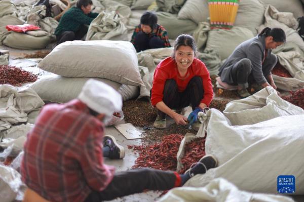 探访贵州遵义“中国辣椒城”