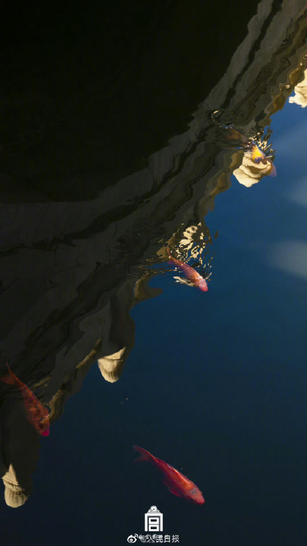 鱼跃龙门！故宫锦鲤跳出水面瞬间