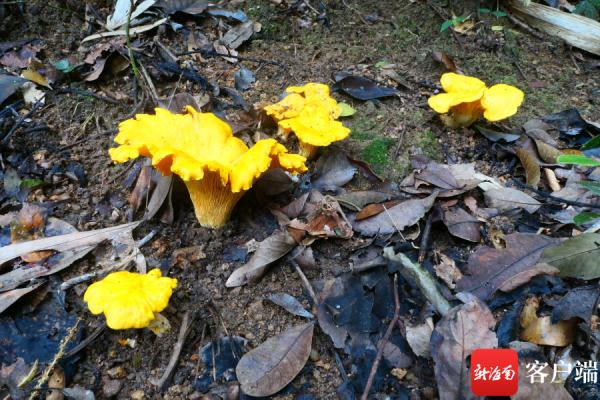 亮黄色、漏斗状，带你认识海南“鸡油菌大王”