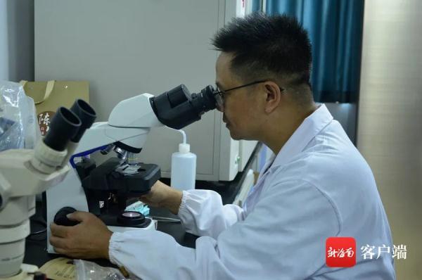 亮黄色、漏斗状，带你认识海南“鸡油菌大王”