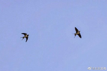 北京胡同里的燕宝宝太萌了