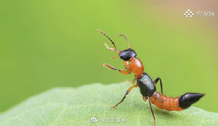 川渝地区高发！遇到这种虫子千万别打