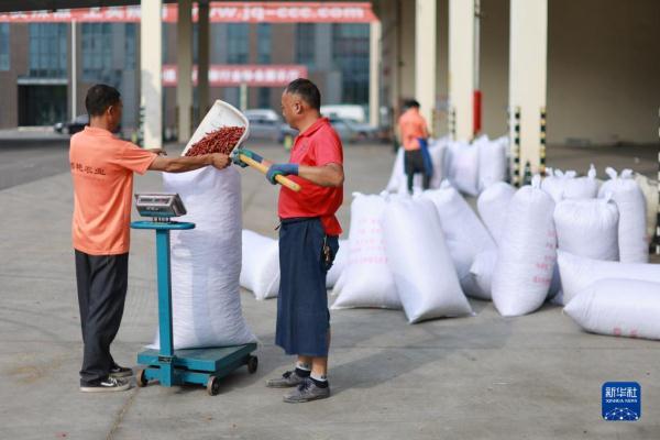 探访贵州遵义“中国辣椒城”