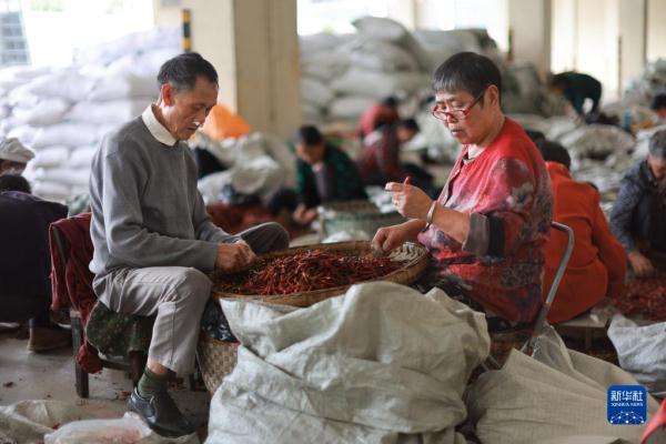 探访贵州遵义“中国辣椒城”