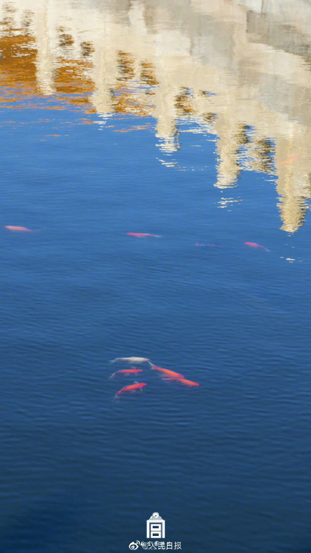 鱼跃龙门！故宫锦鲤跳出水面瞬间