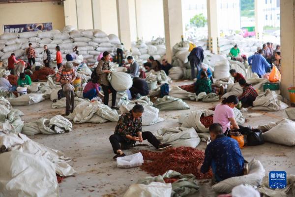 探访贵州遵义“中国辣椒城”