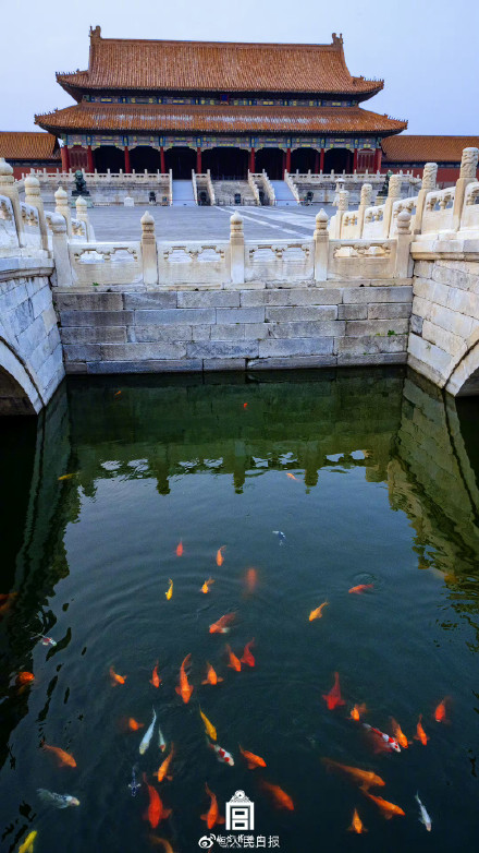 鱼跃龙门！故宫锦鲤跳出水面瞬间