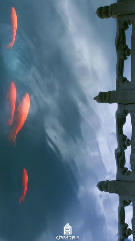 鱼跃龙门！故宫锦鲤跳出水面瞬间