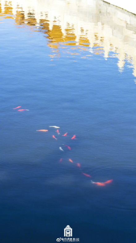 鱼跃龙门！故宫锦鲤跳出水面瞬间