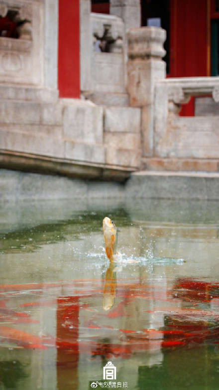 鱼跃龙门！故宫锦鲤跳出水面瞬间