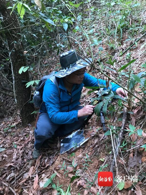 亮黄色、漏斗状，带你认识海南“鸡油菌大王”