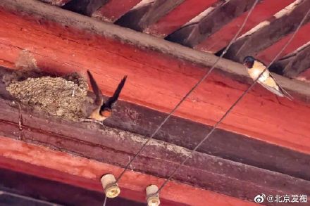 北京胡同里的燕宝宝太萌了