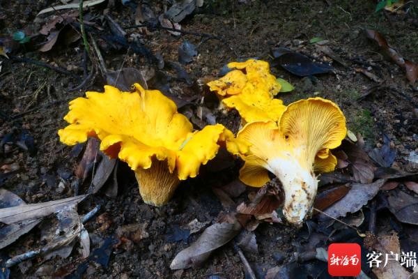亮黄色、漏斗状，带你认识海南“鸡油菌大王”