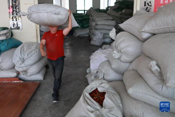 探访贵州遵义“中国辣椒城”