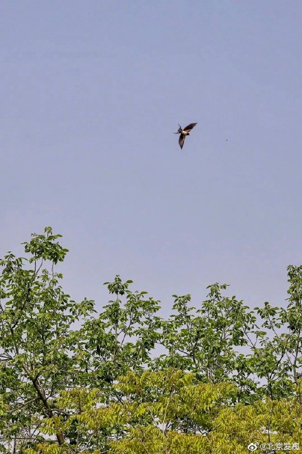 北京胡同里的燕宝宝太萌了
