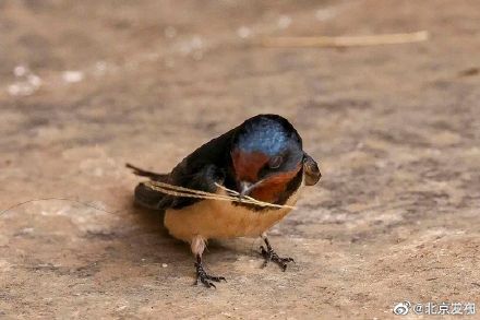 北京胡同里的燕宝宝太萌了