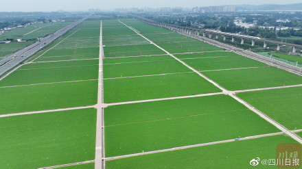 整整齐齐！航拍视角看眉山千亩农田美如画