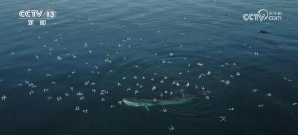 我国海洋生态环境保护与恢复取得显著成就 珍稀物种频频现身