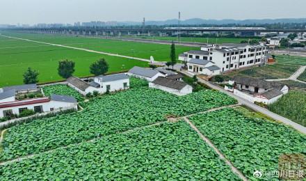 整整齐齐！航拍视角看眉山千亩农田美如画