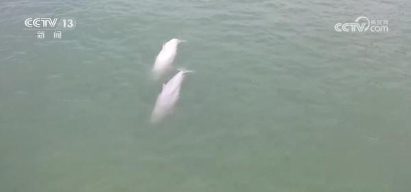 我国海洋生态环境保护与恢复取得显著成就 珍稀物种频频现身